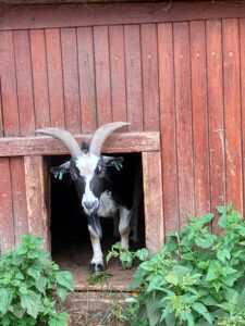 Černobíle strakatá koza zvědavě vyhlíží ze svého přístřešku